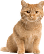 Pet Cat Image